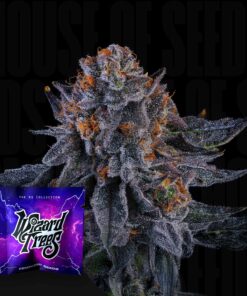Wizard Fuel Wizard Trees Seeds Kaufen Online