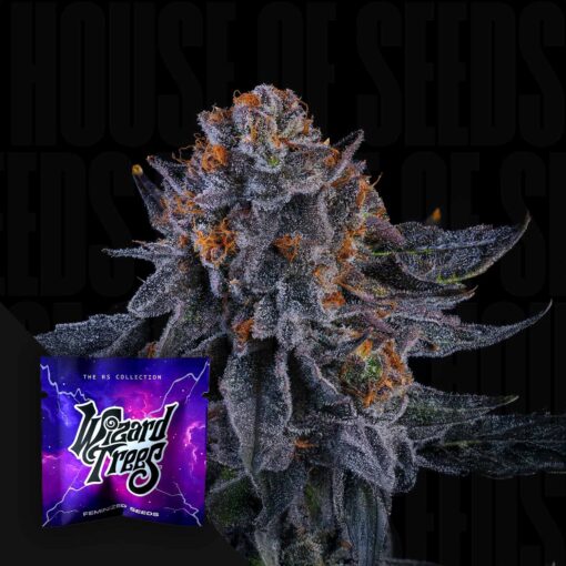 Wizard Fuel Wizard Trees Seeds Kaufen Online
