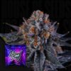 Wizard Trees' Tea Time Seeds Kaufen Online