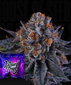 Wizard Trees' Tea Time Seeds Kaufen Online