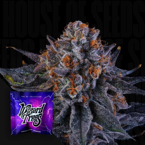 Wizard Trees' Tea Time Seeds Kaufen Online