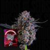 Zorroz x Zangria Wizard Trees Seeds Kaufen Online