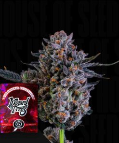 Zorroz x Zangria Wizard Trees Seeds Kaufen Online