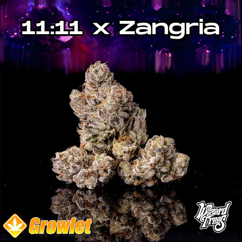 RS11 Wizard Trees vs Wizard Trees Zangria